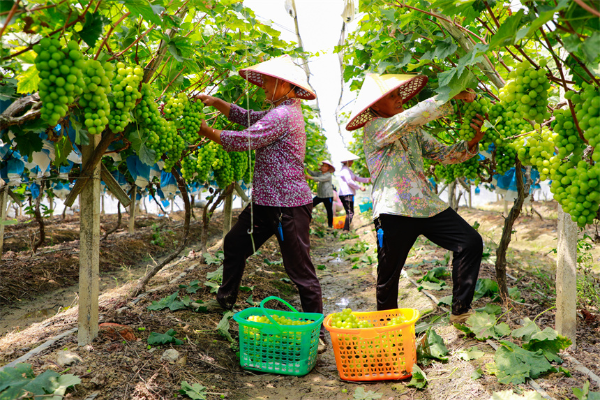 農民在采摘葡萄，豐收的喜悅溢于言表。李凡欽攝