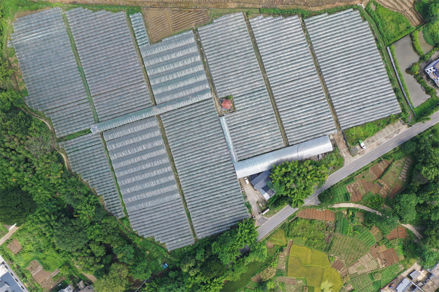 農民在采摘葡萄，豐收的喜悅溢于言表。李凡欽攝