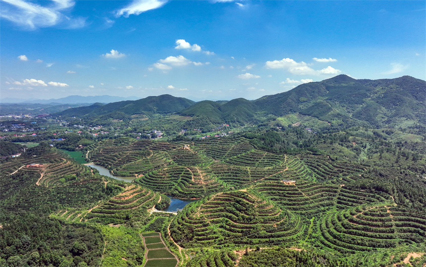 蜿蜒起伏的油茶山如同一幅天然的壯美畫卷。李桂東攝