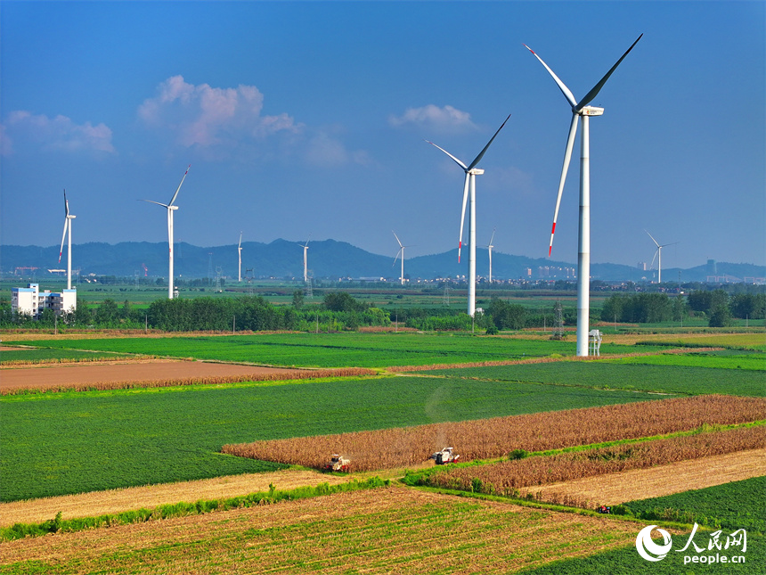 九江市柴桑區江洲鎮團洲村，收割機在田間忙著采收玉米，田園、綠樹、房舍與風力發電機相映襯、秋景如畫。人民網 朱海鵬攝