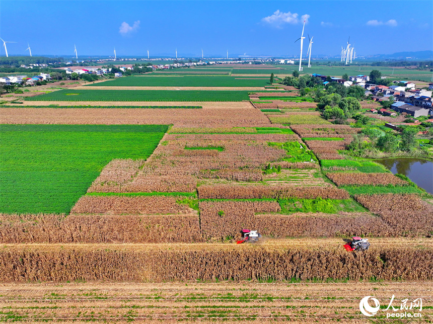 九江市柴桑區江洲鎮團洲村，收割機在田間忙著采收玉米，田園、綠樹、房舍與風力發電機相映襯、秋景如畫。人民網 朱海鵬攝