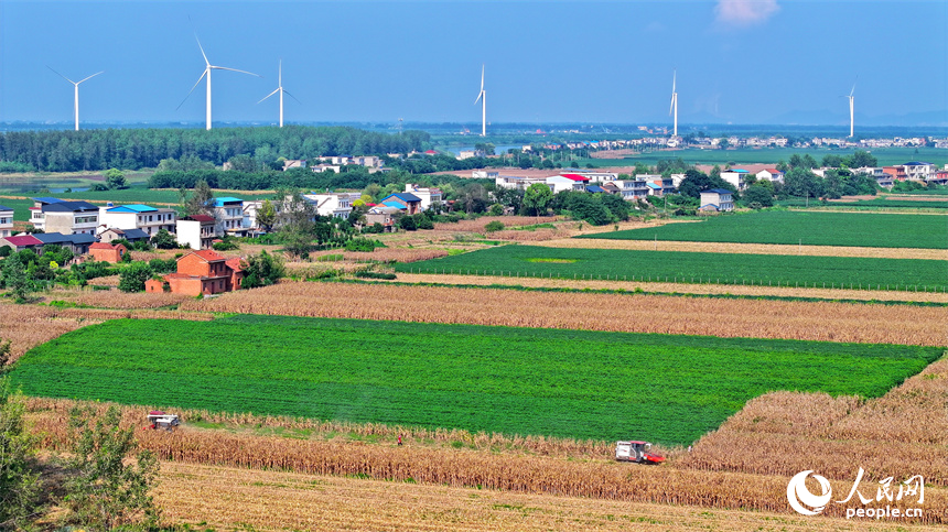 九江市柴桑區江洲鎮團洲村，收割機在田間忙著采收玉米，田園、綠樹、房舍與風力發電機相映襯、秋景如畫。人民網 朱海鵬攝