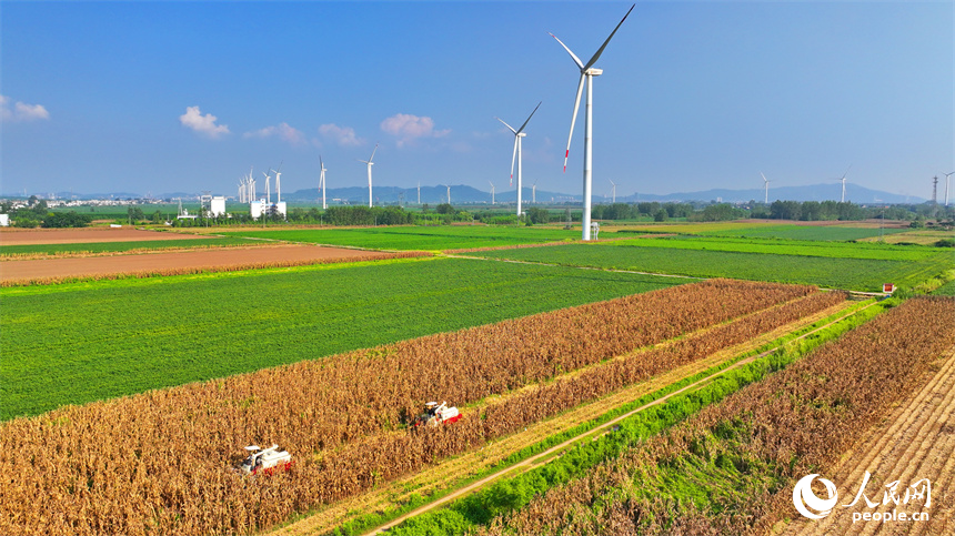 九江市柴桑區江洲鎮團洲村，收割機在田間忙著采收玉米，田園、綠樹、房舍與風力發電機相映襯、秋景如畫。人民網 朱海鵬攝