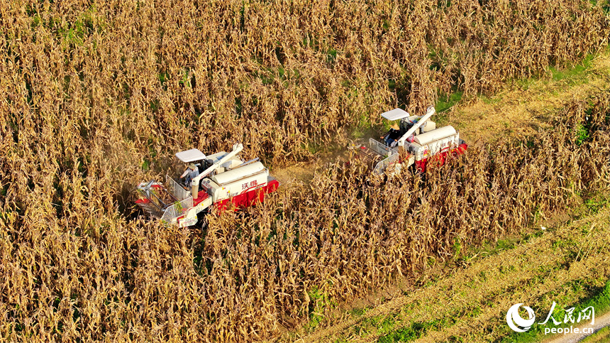 九江市柴桑區江洲鎮團洲村，收割機在加緊采收玉米。人民網 朱海鵬攝