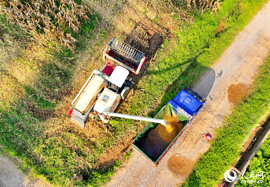 九江市柴桑區江洲鎮團洲村，收割機在加緊采收玉米。人民網 朱海鵬攝