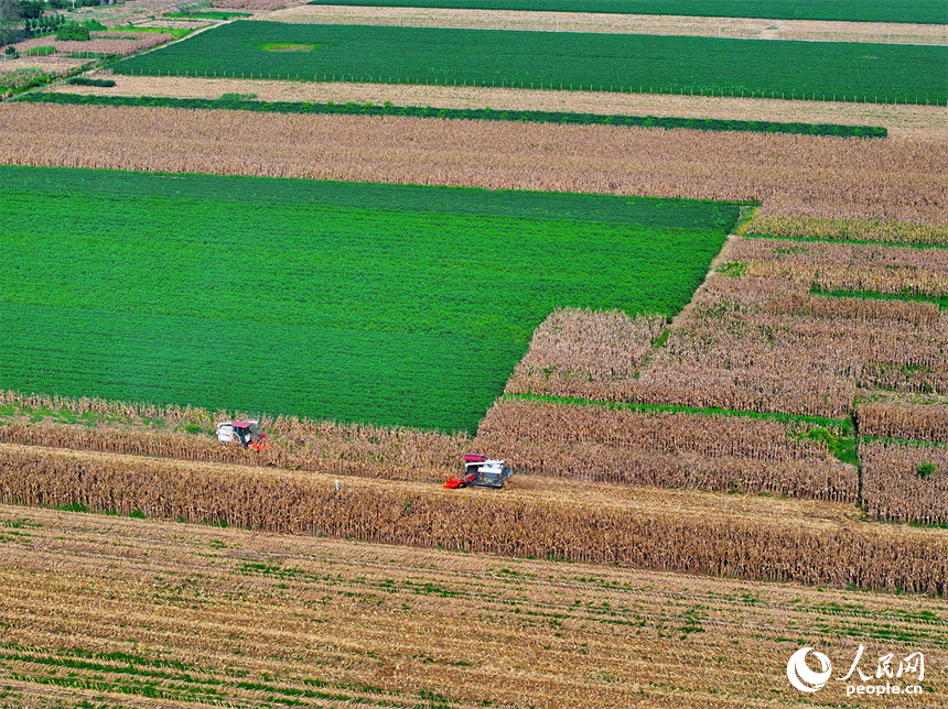 九江市柴桑區江洲鎮團洲村，收割機在加緊采收玉米。人民網 朱海鵬攝