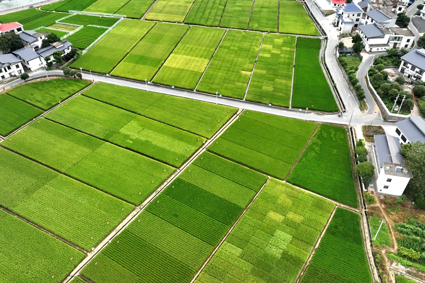 江西省萍鄉市湘東區麻山鎮汶泉村水稻制種基地的稻田景色（無人機照片）。李桂東攝