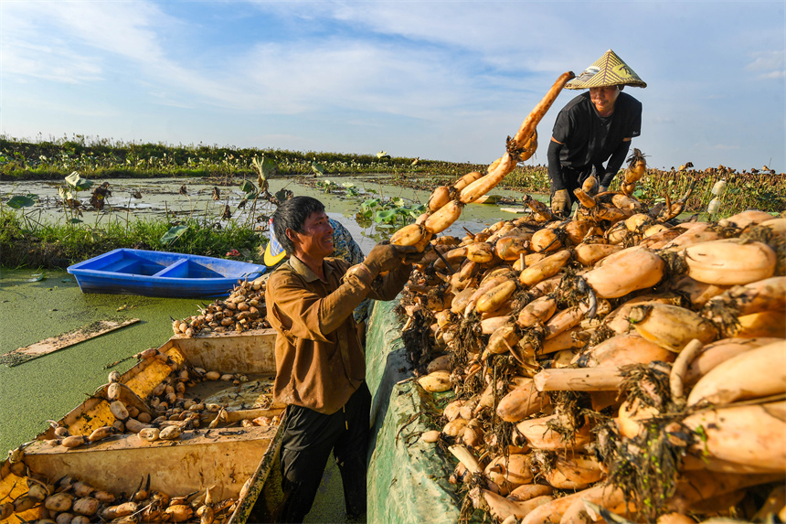 藕農將剛采收的蓮藕裝上車。周亮攝