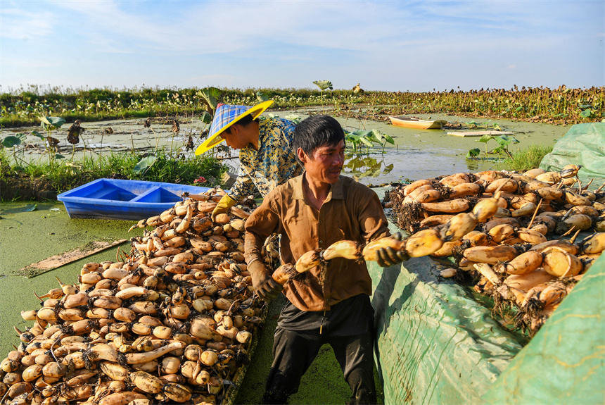 藕農將剛采收的蓮藕裝上車。周亮攝