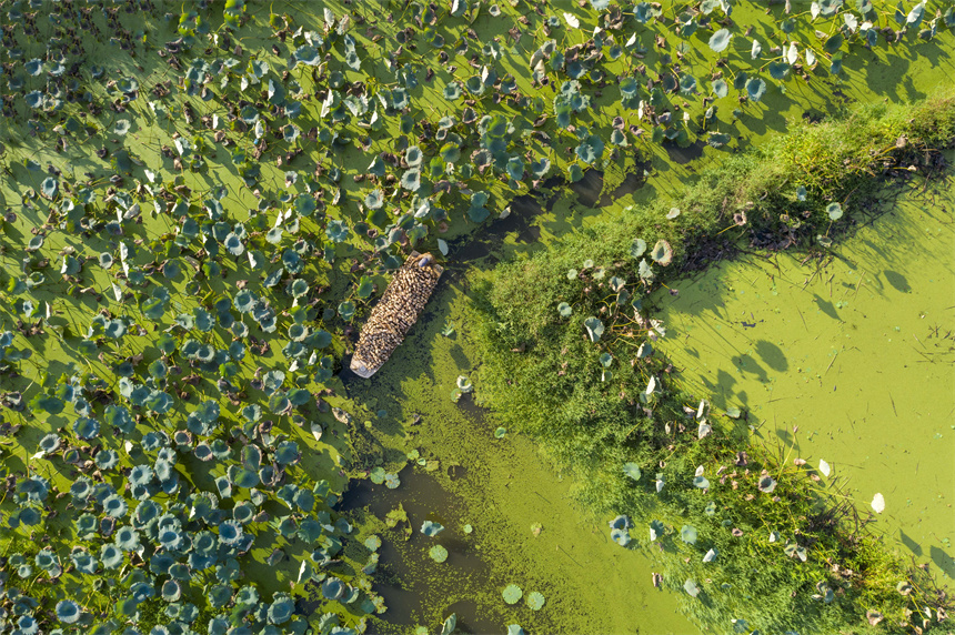 航拍豐城市同田鄉同田村千畝蓮藕種植基地。周亮攝