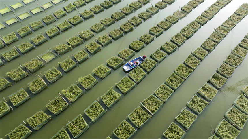 養殖戶劃著小船在給鱔魚投喂餌料。周亮攝