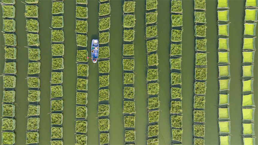 養殖戶劃著小船在給鱔魚投喂餌料。周亮攝