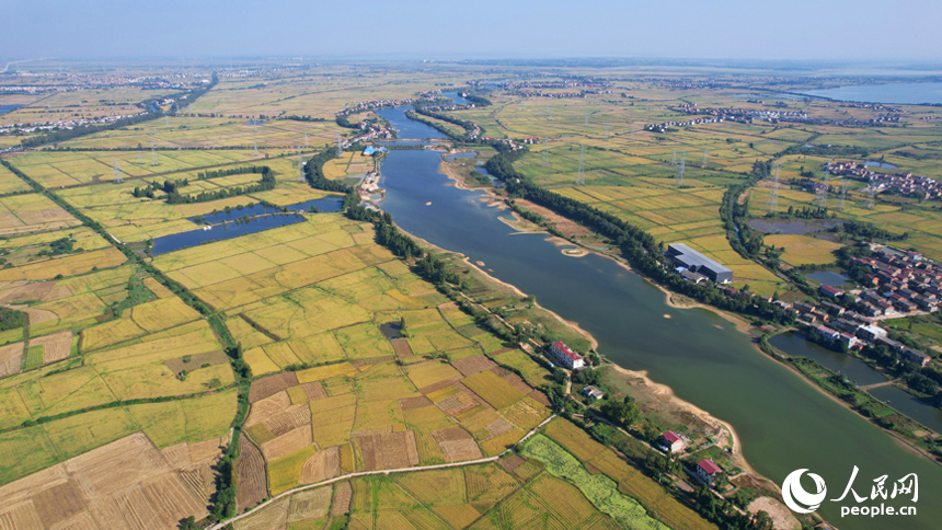 航拍南昌縣涇口鄉，廣袤的稻田與村莊、道路、橋梁構成了一幅美麗的豐收畫卷。人民網記者 毛思遠攝