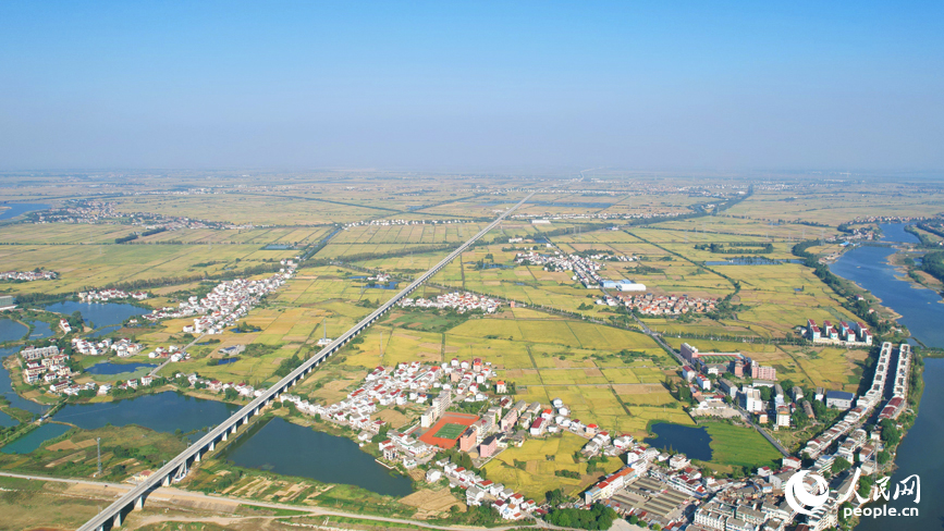 航拍南昌縣涇口鄉，廣袤的稻田與村莊、道路、橋梁構成了一幅美麗的豐收畫卷。人民網記者 毛思遠攝