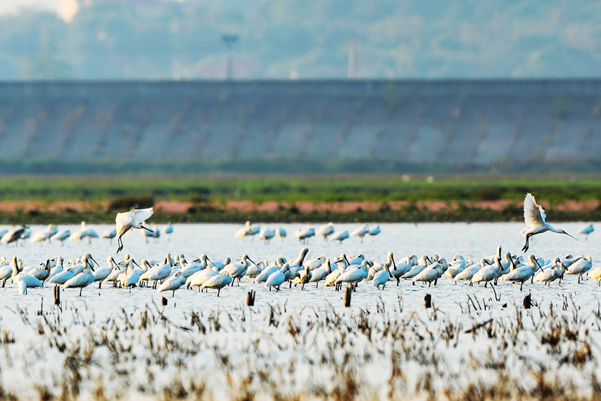 鳥兒們或追逐嬉戲，或高空翱翔，或水上悠閑覓食。李文琪攝