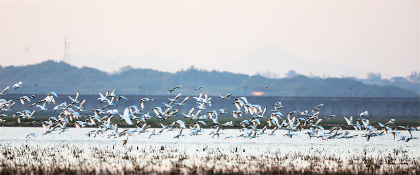 鳥兒們或追逐嬉戲，或高空翱翔，或水上悠閑覓食。李文琪攝