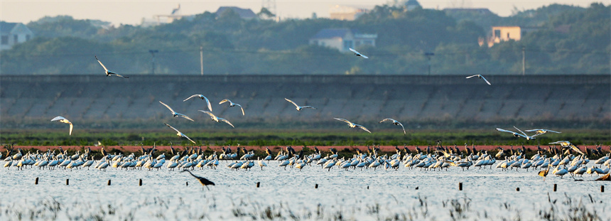 鳥兒們或追逐嬉戲，或高空翱翔，或水上悠閑覓食。李文琪攝