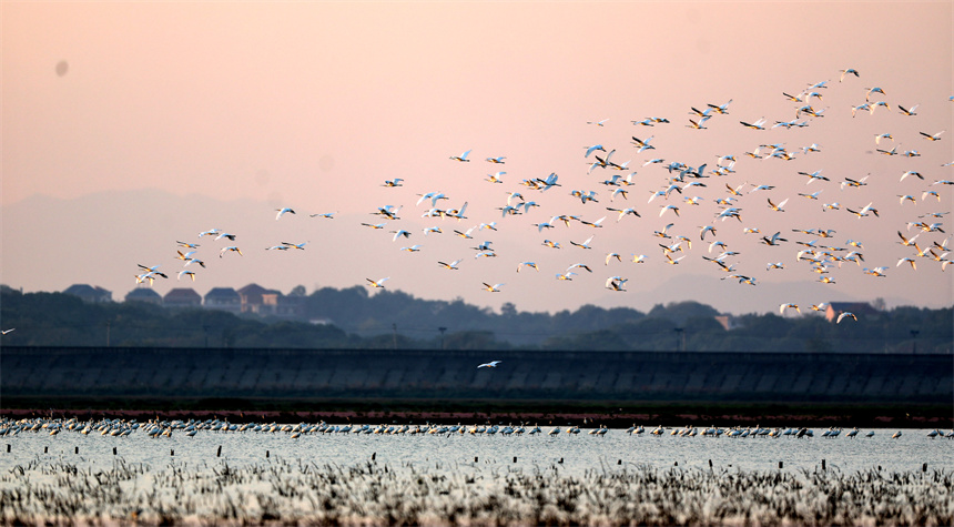 鳥兒們或追逐嬉戲，或高空翱翔，或水上悠閑覓食。李文琪攝