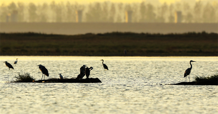 鳥兒們或追逐嬉戲，或高空翱翔，或水上悠閑覓食。李文琪攝