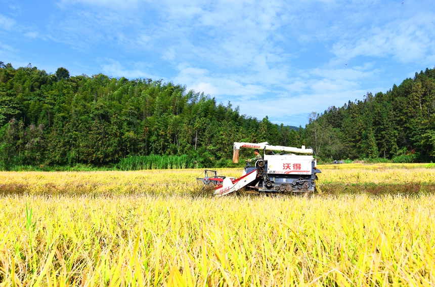 村民正駕駛收割機收割水稻。詹繼成攝