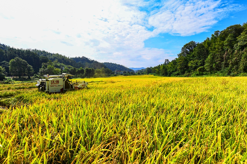 村民正駕駛收割機收割水稻。詹繼成攝
