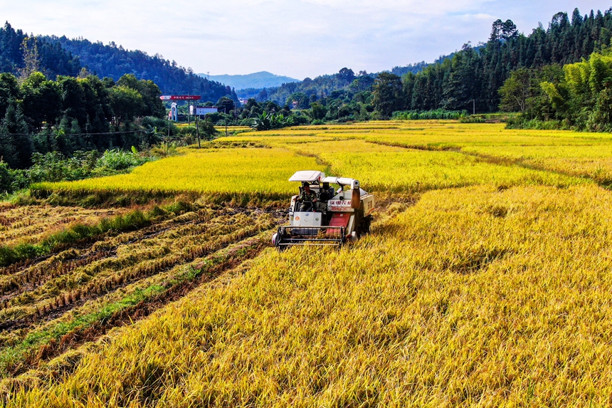 村民正駕駛收割機收割水稻。詹繼成攝