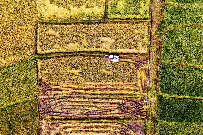 村民正駕駛收割機收割水稻。詹繼成攝