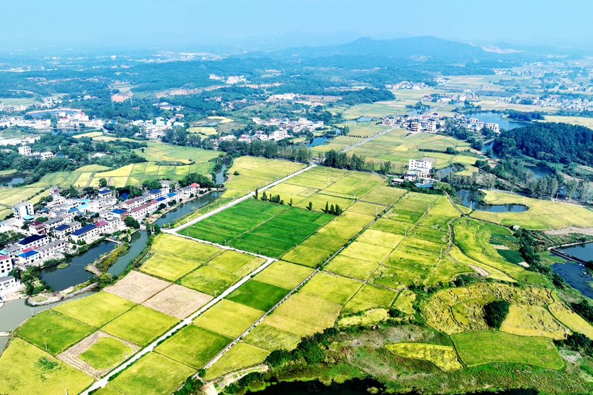 航拍鏡頭下的共青城市澤泉鄉，目之所及皆是美景。潘成攝