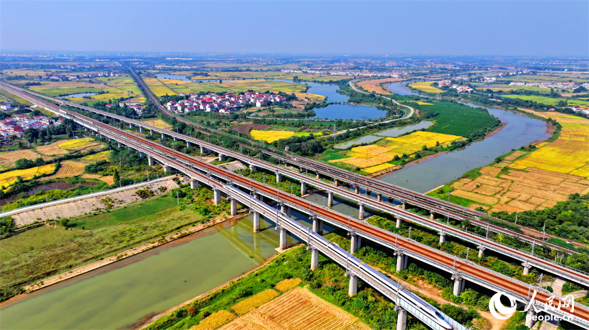 飛馳而過的高鐵列車與金色稻田、紅色屋頂的小洋樓相映襯。人民網 朱海鵬攝