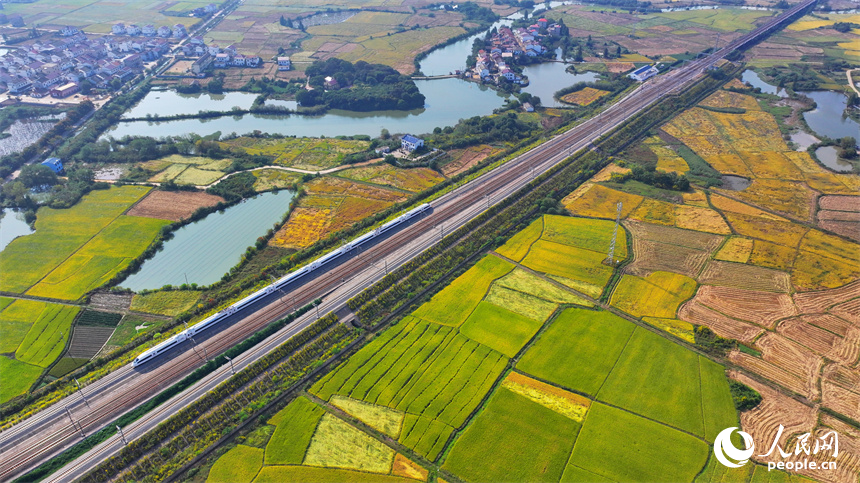飛馳而過的高鐵列車與金色稻田、紅色屋頂的小洋樓相映襯。人民網 朱海鵬攝