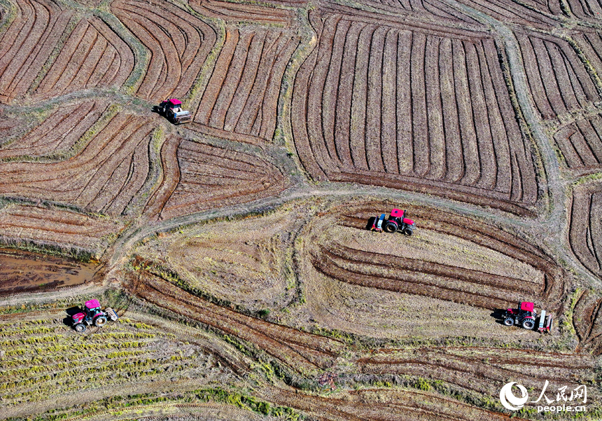村民駕駛油菜翻耕施肥播種一體機進行犁地、耕整、播種作業。人民網 朱海鵬攝
