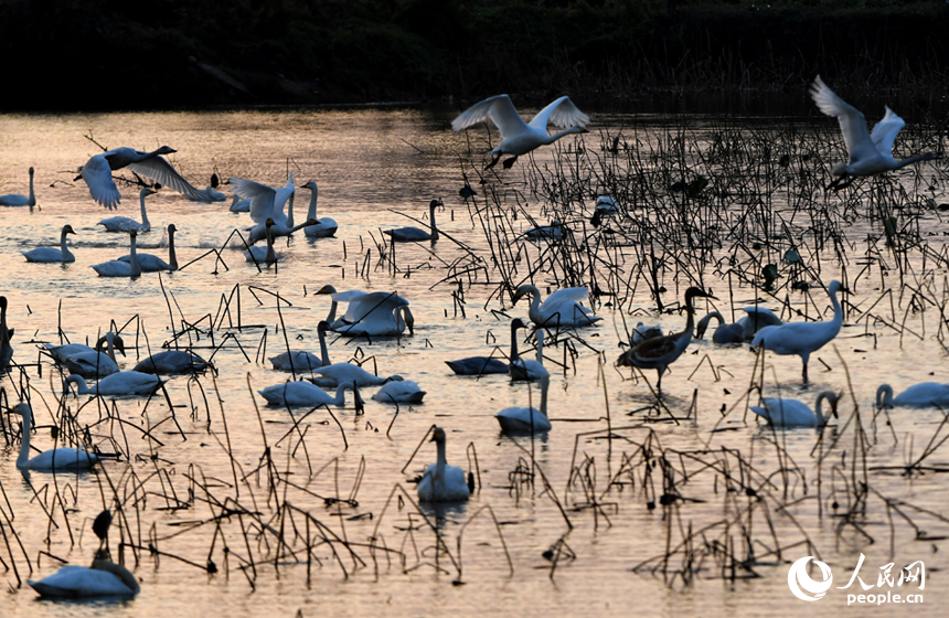 候鳥準備降落湖面覓食。 人民網記者 時雨攝