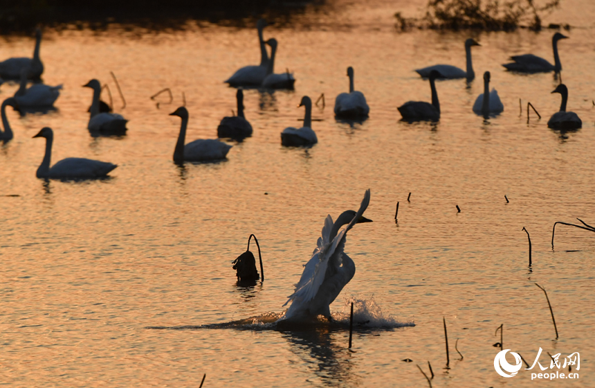 夕陽下，降落水面的候鳥激起水花。 人民網記者 時雨攝