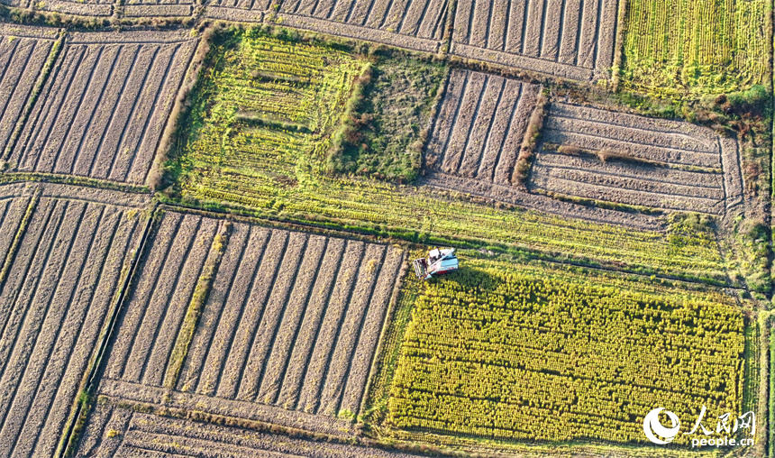 收割機在稻田間來回作業，一株株水稻通過脫粒后進入谷倉，實現顆粒歸倉。人民網 朱海鵬攝