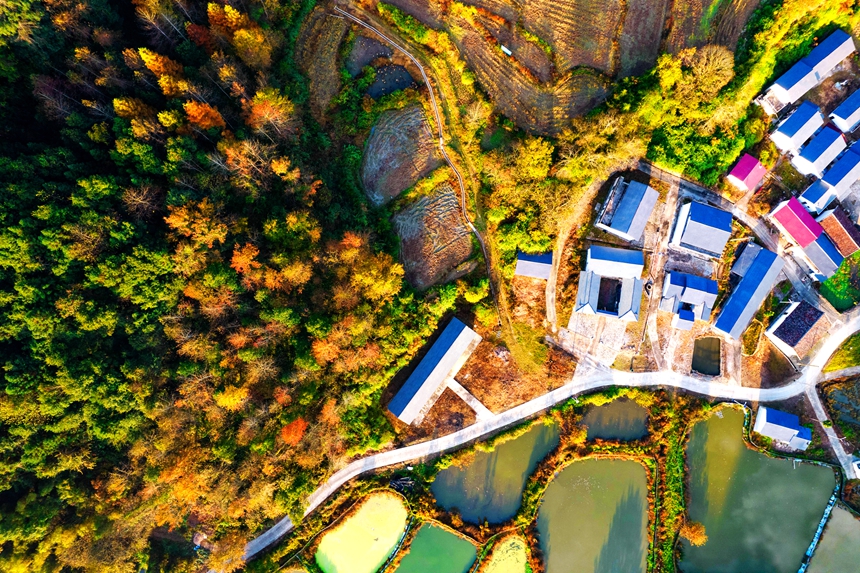 仲冬時節，雙西村漸漸拉開色彩斑斕的大幕。危仁鵬攝