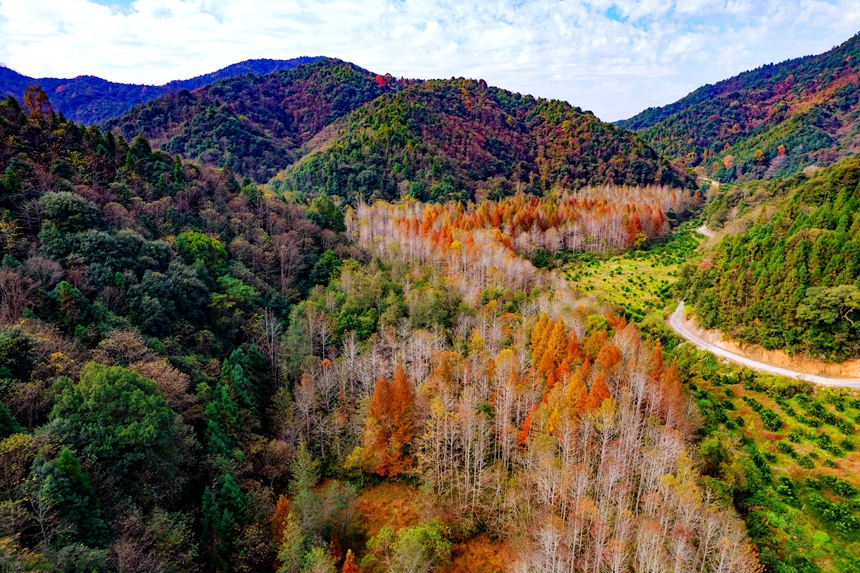 仲冬時節，雙西村漸漸拉開色彩斑斕的大幕。危仁鵬攝