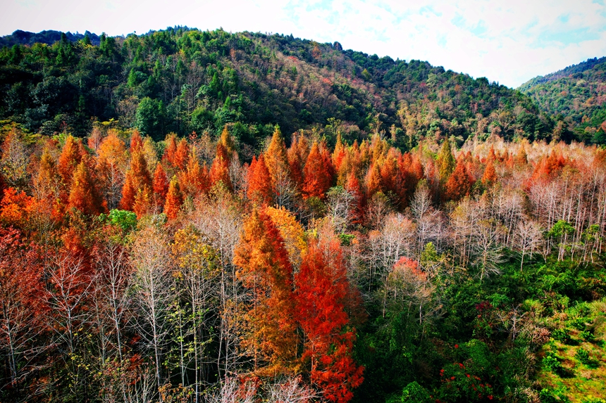 仲冬時節，雙西村漸漸拉開色彩斑斕的大幕。危仁鵬攝
