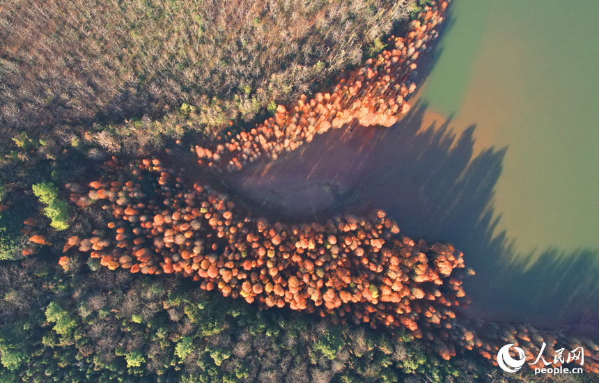 航拍鏡頭下的江西省南昌縣黃馬鄉白虎嶺景區，水杉樹換上“紅裝”。人民網記者 毛思遠攝