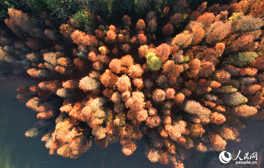 航拍鏡頭下的江西省南昌縣黃馬鄉白虎嶺景區，水杉樹換上“紅裝”。人民網記者 毛思遠攝