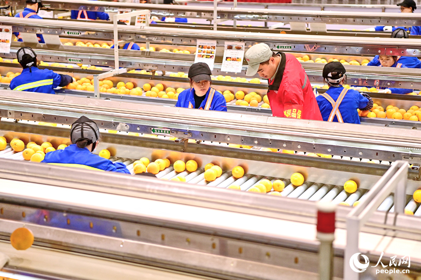 車間內，員工在智能分揀線上忙碌，一個個臍橙經過種種工序完成裝箱外銷。人民網 朱海鵬攝