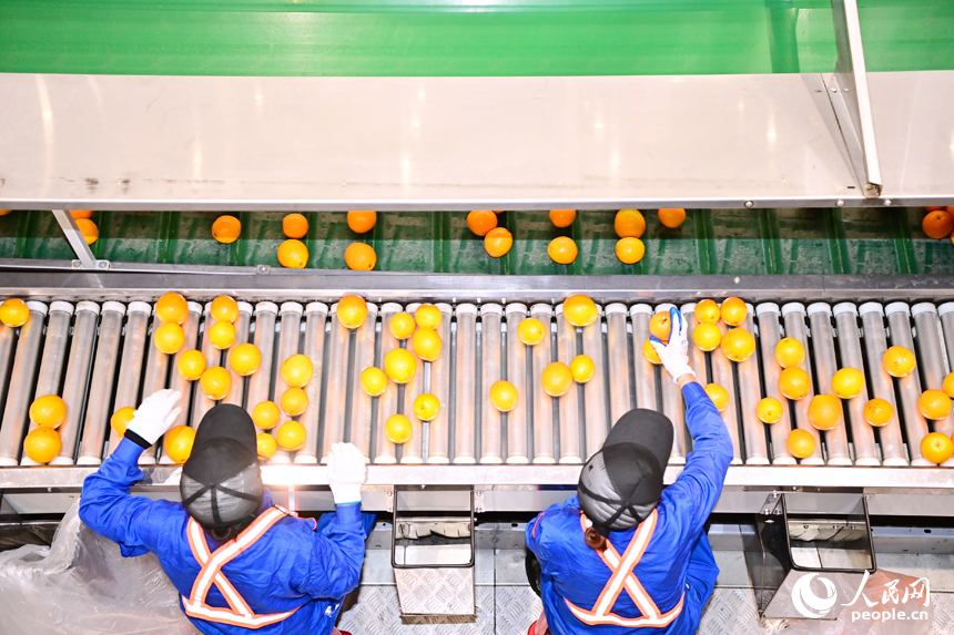 車間內，員工在智能分揀線上忙碌，一個個臍橙經過種種工序完成裝箱外銷。人民網 朱海鵬攝