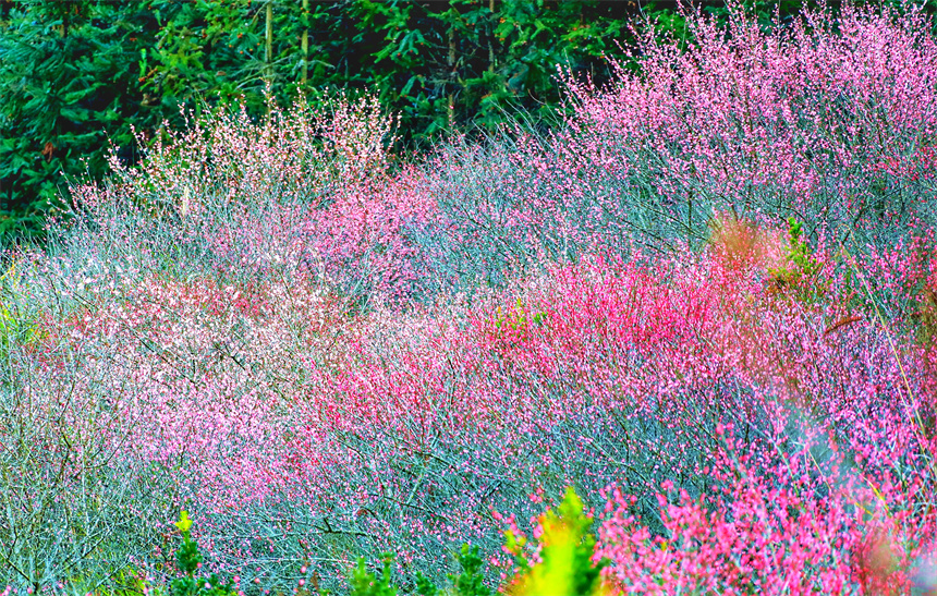 江西省贛州市全南縣南逕鎮黃云村梅園內的梅花綻放。尹其奇攝