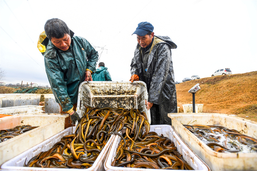 養殖戶將剛捕撈的黃鱔集中存放。周亮攝