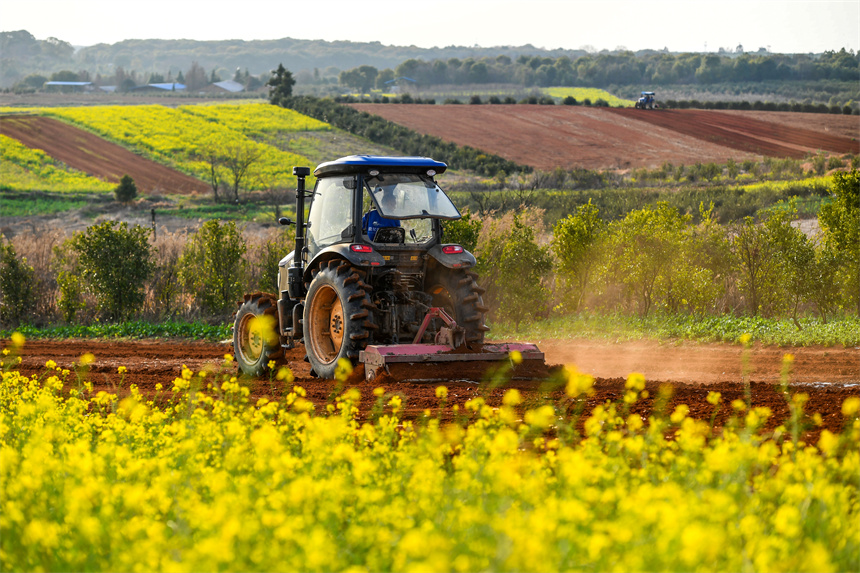 村民駕駛著農機在翻耕田地。周亮攝