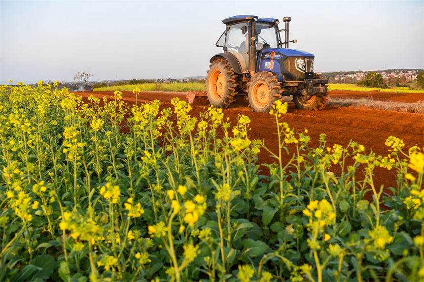 村民駕駛著農機在翻耕田地。周亮攝