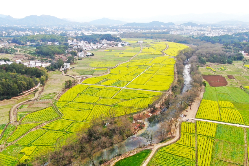 江西省贛州市會昌縣西江鎮千畝油菜花競相綻放。劉兆春攝