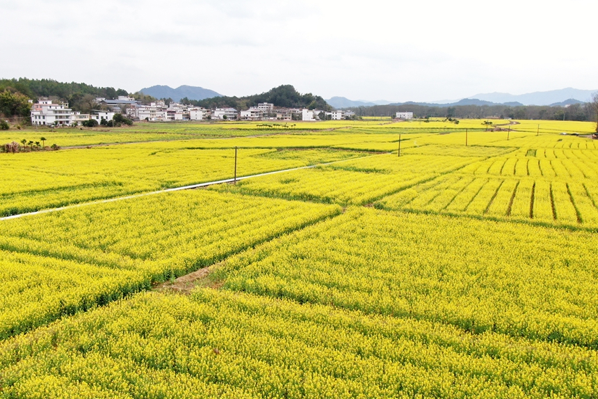 江西省贛州市會昌縣西江鎮千畝油菜花競相綻放。劉兆春攝