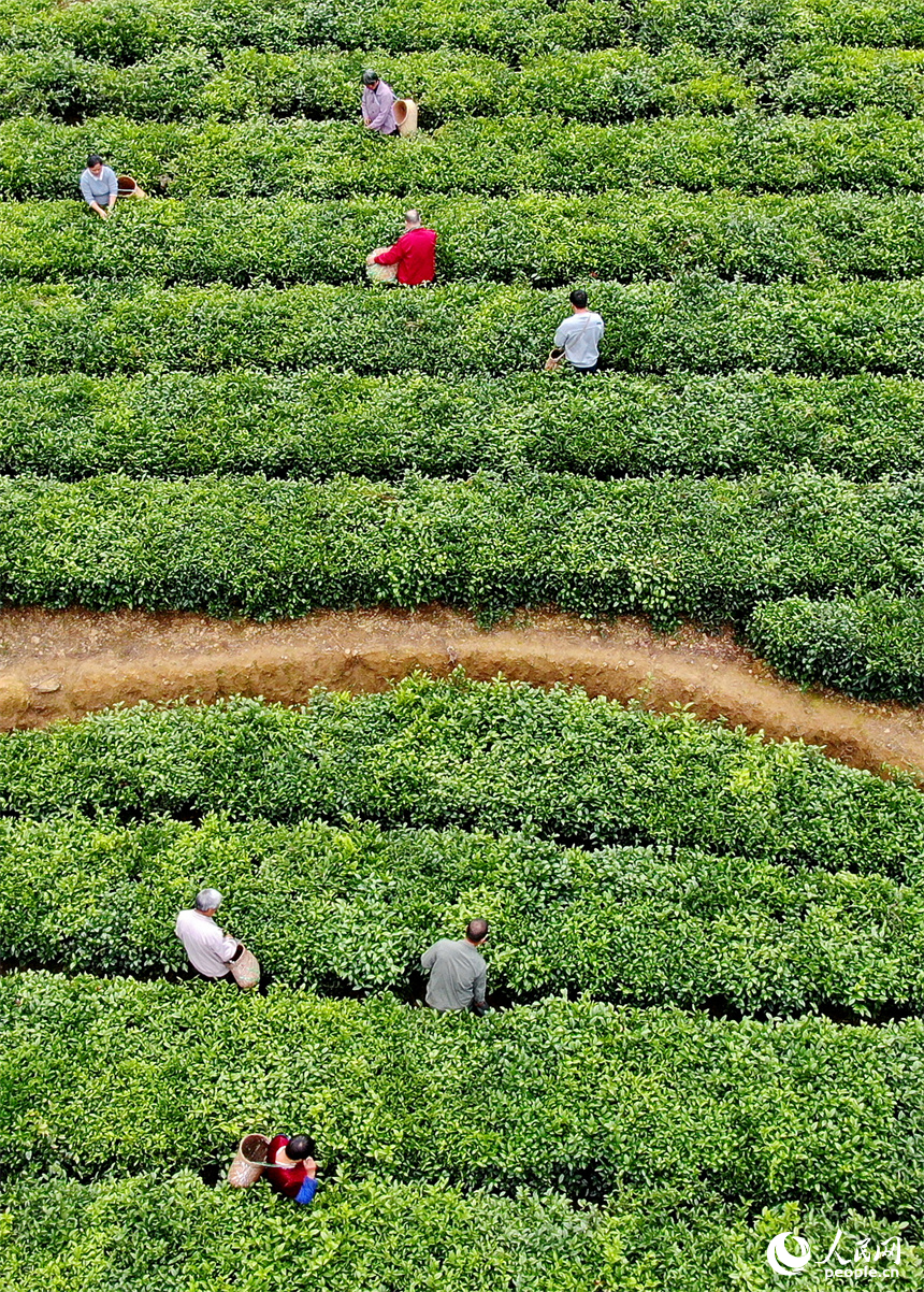 贛州市定南縣天九鎮新坳村茶園，茶農穿行在一壟壟茶樹間采摘春茶。人民網 朱海鵬攝