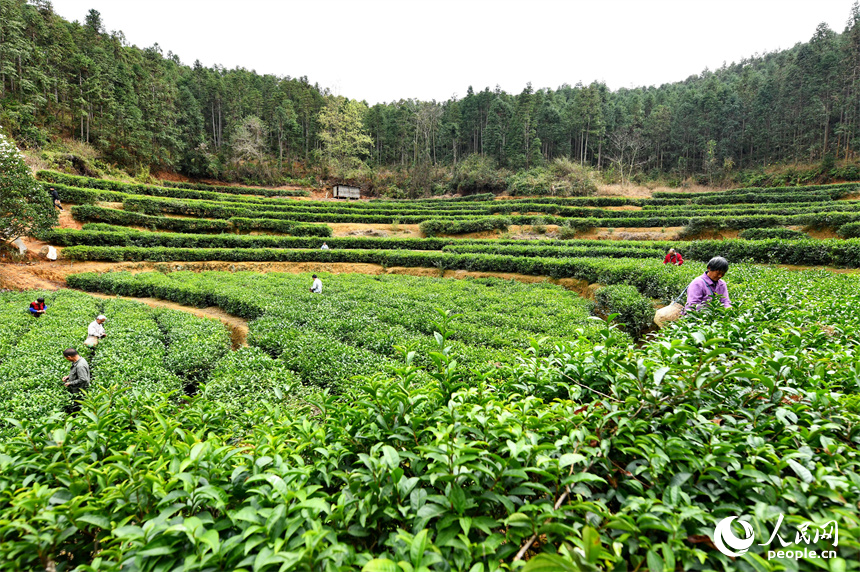 贛州市定南縣天九鎮新坳村茶園，茶農穿行在一壟壟茶樹間采摘春茶。人民網 朱海鵬攝