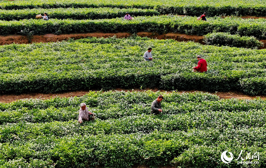 贛州市定南縣天九鎮新坳村茶園，茶農穿行在一壟壟茶樹間采摘春茶。人民網 朱海鵬攝